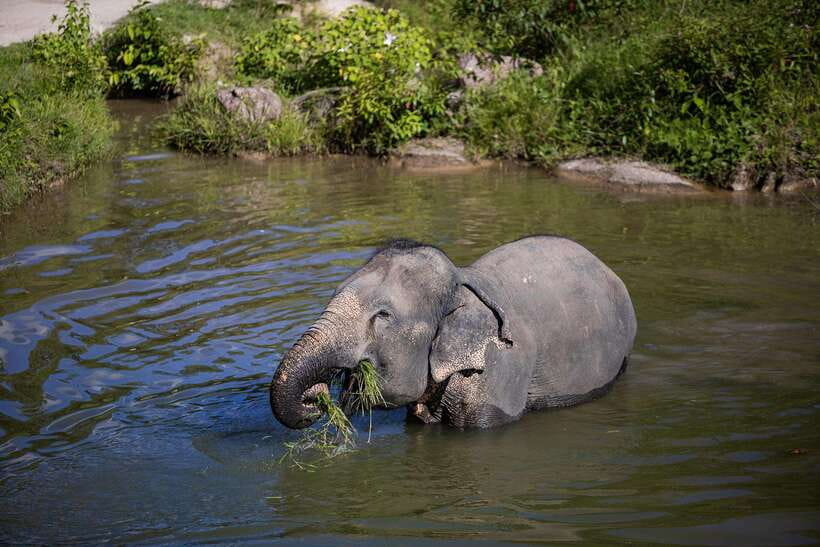 Phuket: Bukit Elephant Park Sanctuary Walk and Feed Tour - What the stories add to the visit