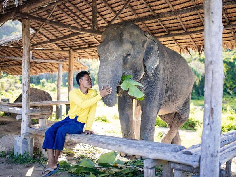 Phuket: Bukit Elephant Park Sanctuary Walk and Feed Tour - Who should book this sanctuary walk?