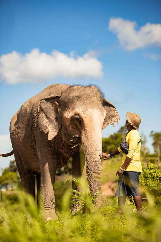 Phuket: Bukit Elephant Park Sanctuary Walk and Feed Tour - Getting there by shared hotel van