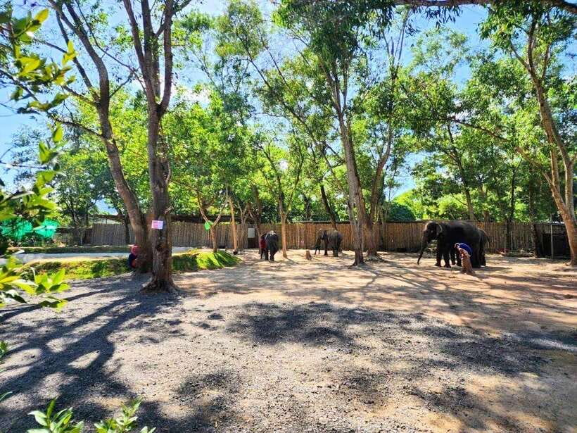 Phuket City Tour with Viewpoints, Temples & Elephant Feeding - Phuket Elephant Care: the day’s main event