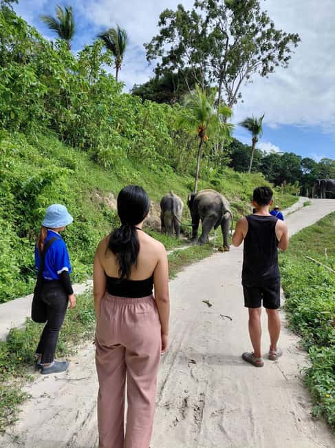 Phuket: Eco Guided Tour at Elephant Sanctuary - A short elephant experience with a clear purpose