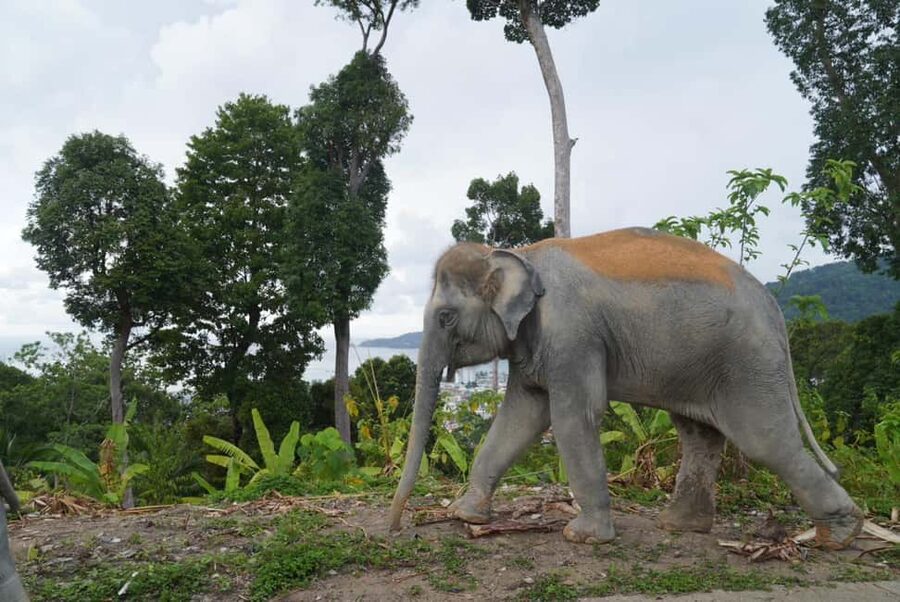 Phuket: Eco Guided Tour at Elephant Sanctuary - How the 30-minute schedule works