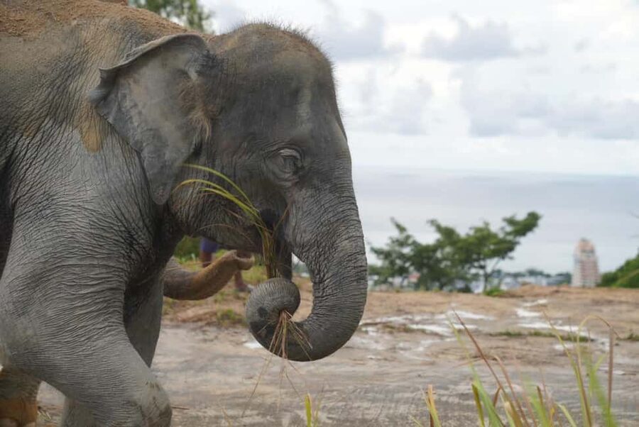 Phuket: Eco Guided Tour at Elephant Sanctuary - What makes the ethical approach useful