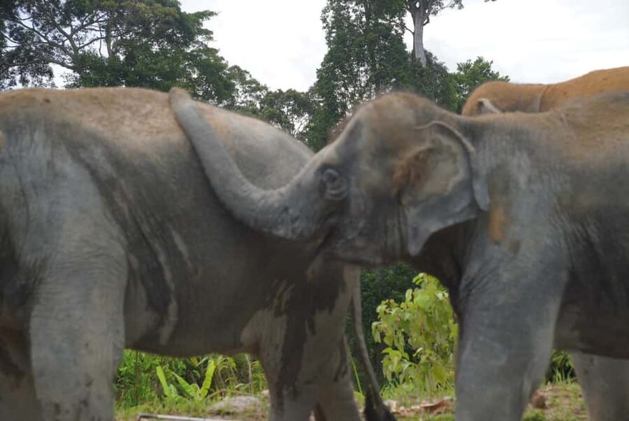 Phuket: Eco Guided Tour at Elephant Sanctuary - Guide quality and the human side of the visit