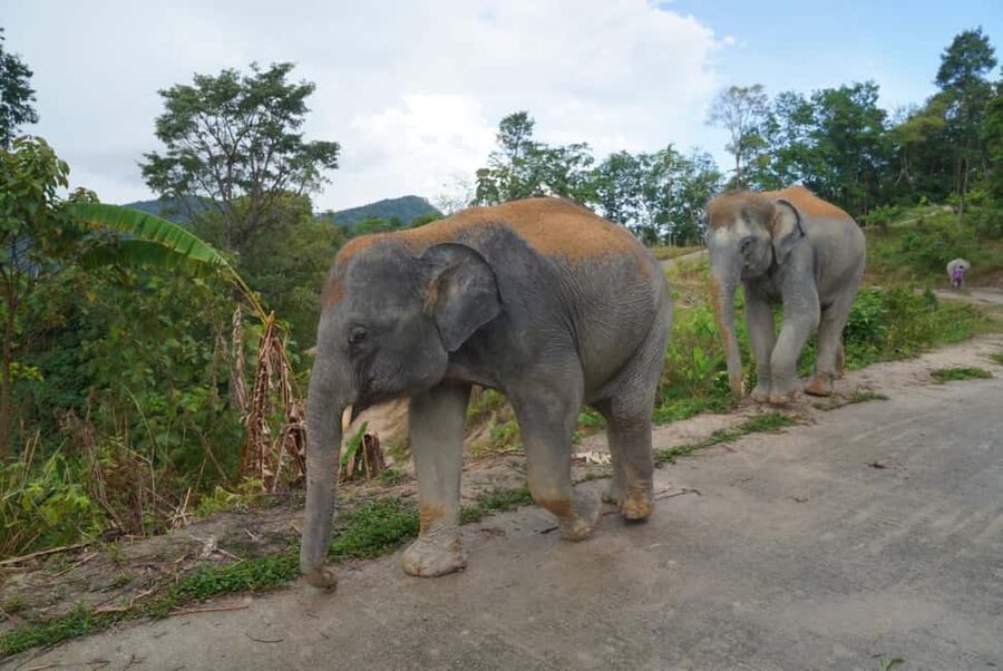 Phuket: Eco Guided Tour at Elephant Sanctuary - Who will get the most from this visit