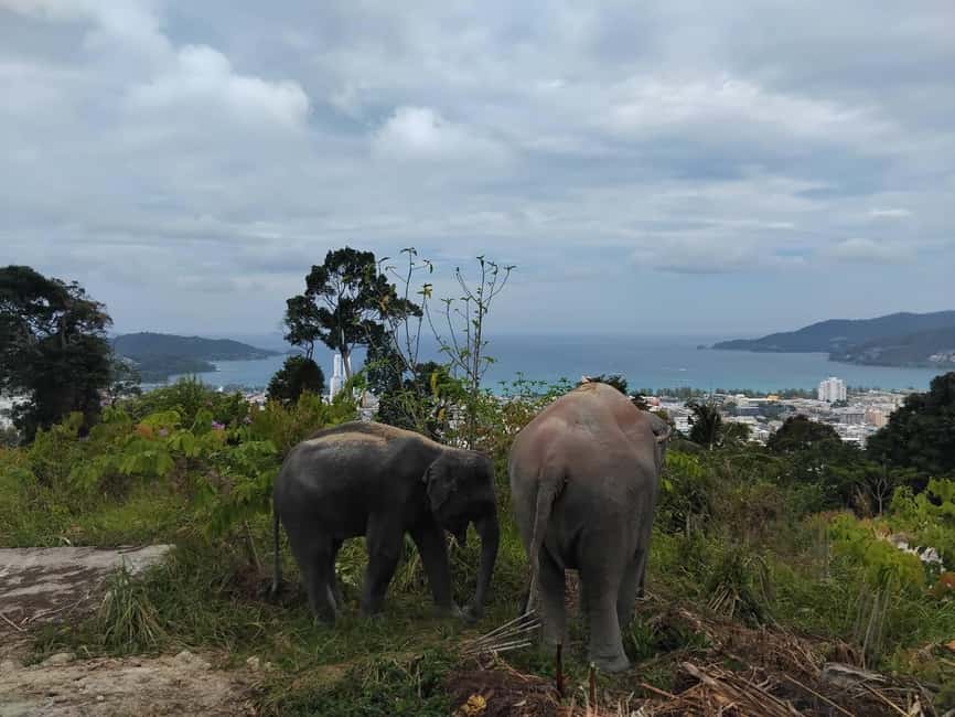 Phuket: Eco Guided Tour at Elephant Sanctuary - Meeting the elephants on their own terms