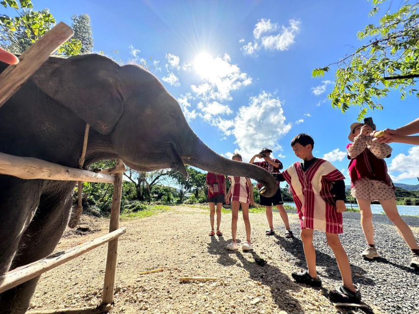 Phuket: Elephant Experience with Lunch or Dinner and Pickup - Key points to know before you book