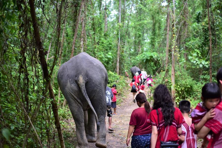 Phuket: Elephant Experience with Lunch or Dinner and Pickup - What makes the $67 price worthwhile?