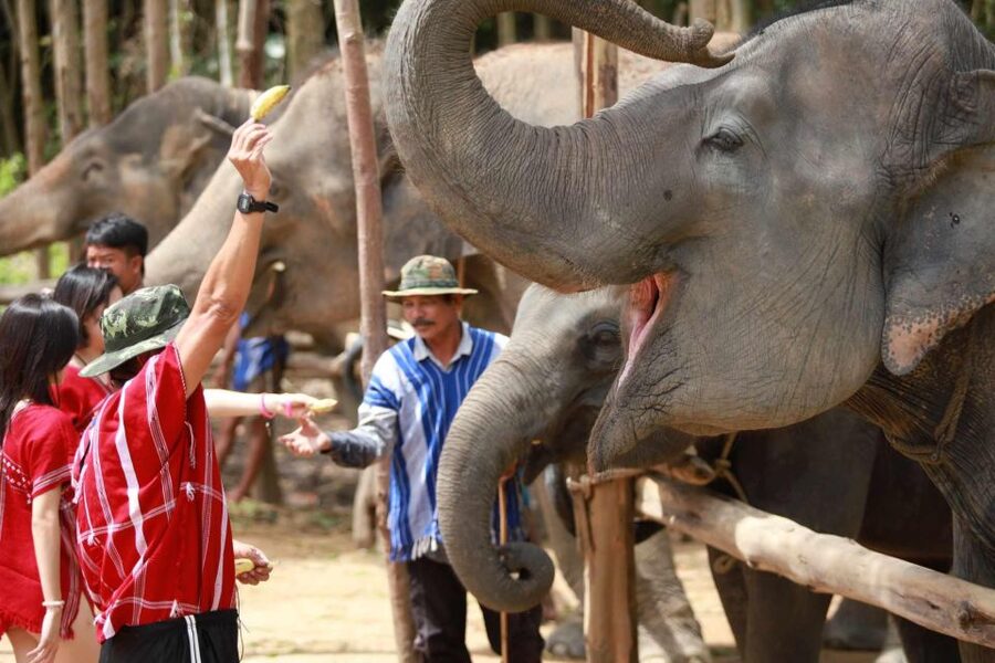 Phuket: Elephant Experience with Lunch or Dinner and Pickup - Meeting the elephants at Kerchor Elephant Family Park