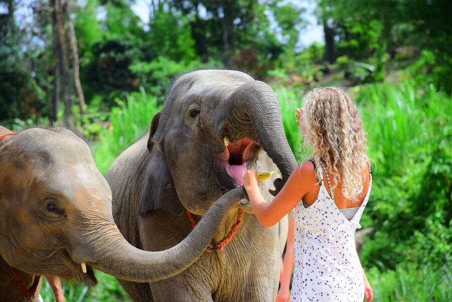 Phuket: Elephant Feeding Program - Feeding the elephants by hand