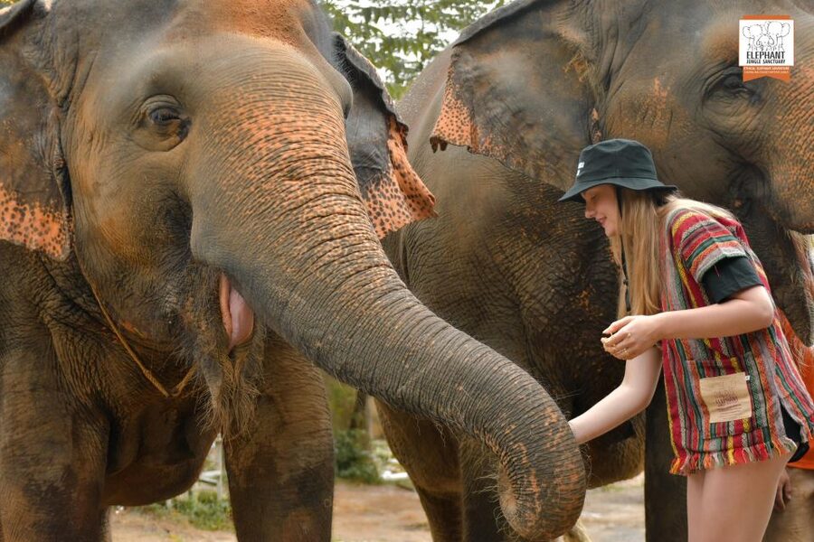 Phuket: Elephant Jungle Sanctuary Ethical Feeding Experience - Key points to know before you book