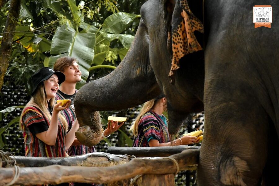 Phuket: Elephant Jungle Sanctuary Ethical Feeding Experience - What the Phuket Feed Me program is really like