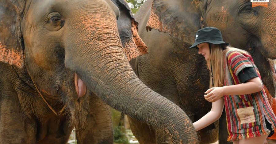 Phuket: Elephant Jungle Sanctuary Ethical Feeding Experience - The opening talk sets the rules