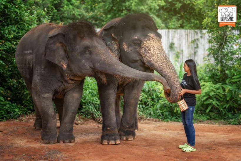 Phuket: Elephant Jungle Sanctuary Ethical Feeding Experience - Watching elephants in a natural setting