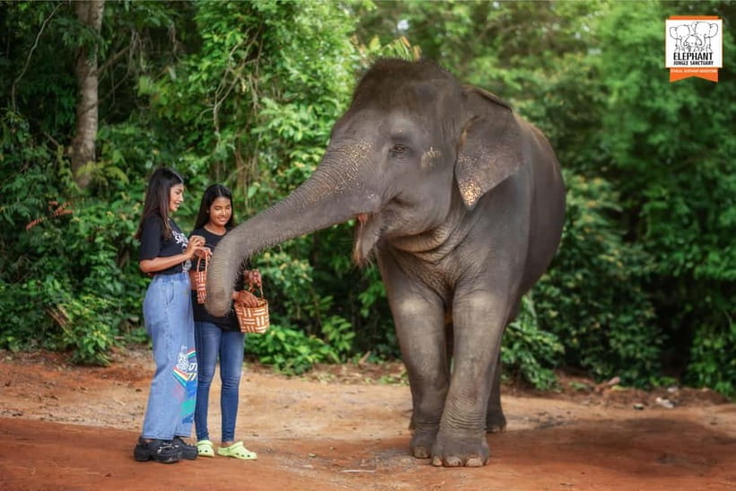 Phuket: Elephant Jungle Sanctuary Ethical Feeding Experience - A soft drink and a quick finish