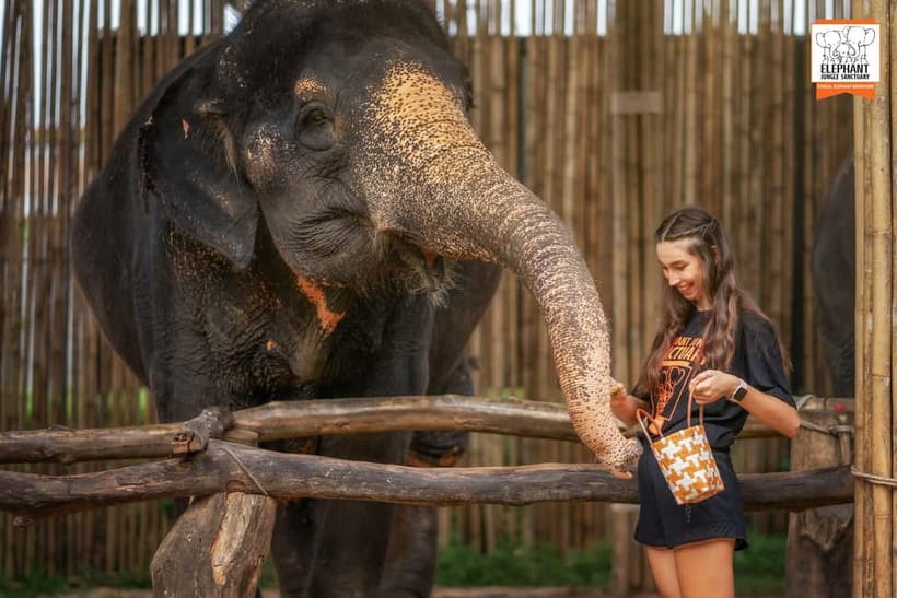 Phuket: Elephant Jungle Sanctuary Ethical Feeding Experience - Is $28 good value?