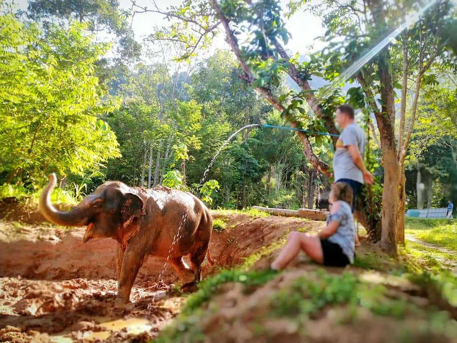 Phuket: Elephant Nature Reserve Entry Ticket and Guided Tour - Why the no-touch policy matters