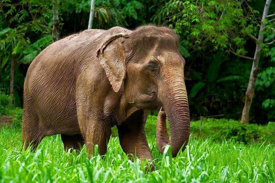 Phuket: Elephant Nature Reserve Entry Ticket and Guided Tour - The introduction sets the rules