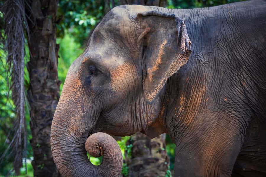 Phuket: Elephant Nature Reserve Entry Ticket and Guided Tour - Watching the elephants eat and move freely