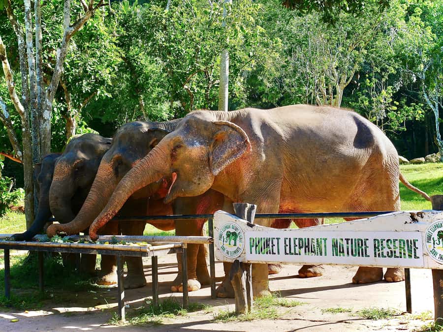 Phuket: Elephant Nature Reserve Entry Ticket and Guided Tour - What the ethical approach feels like in practice