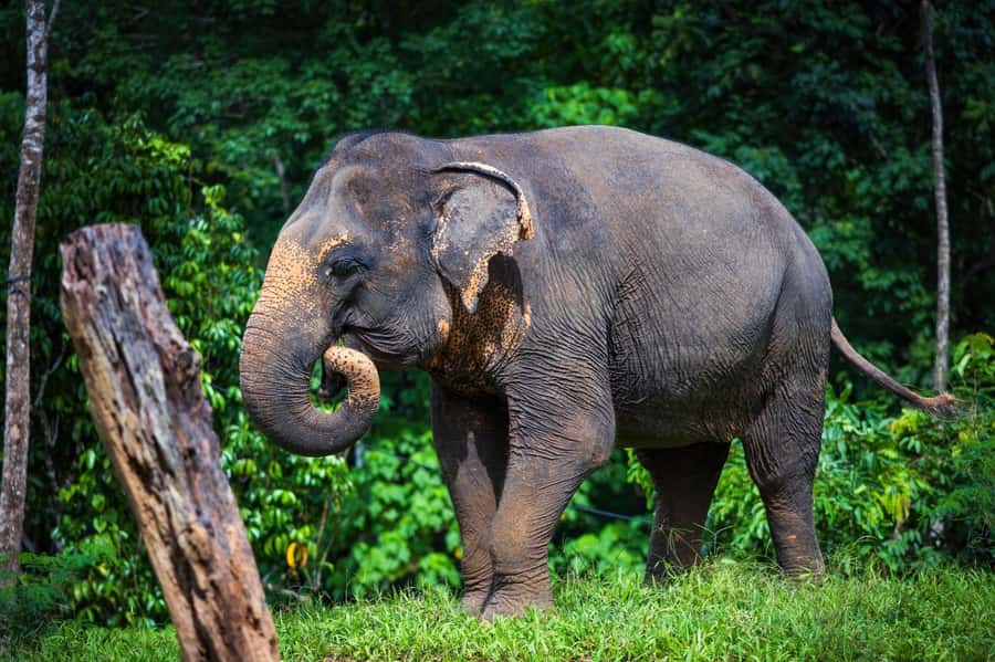 Phuket: Elephant Nature Reserve Entry Ticket and Guided Tour - Is 90 minutes enough time?