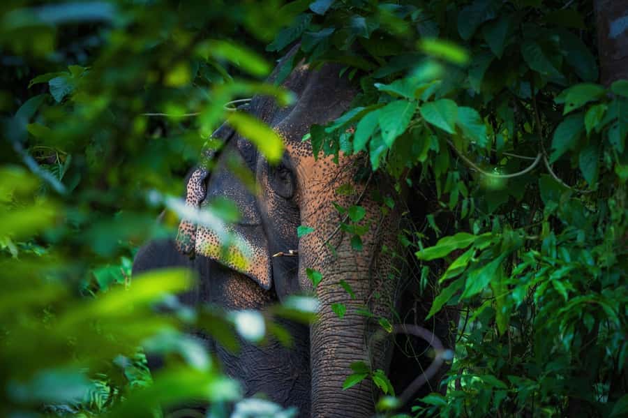 Phuket: Elephant Nature Reserve Entry Ticket and Guided Tour - Price and what you receive for $37