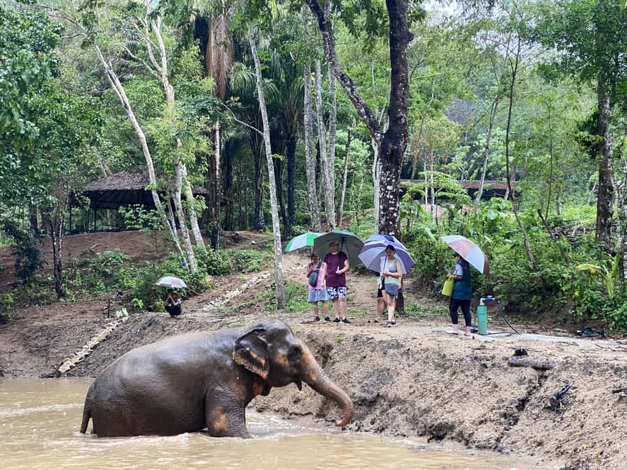 Phuket: Elephant Nature Reserve Entry Ticket and Guided Tour - Arriving at Phuket Elephant Nature Reserve