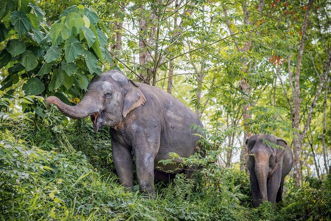 Phuket Elephant Sanctuary Canopy Walkway Tour - Why this sanctuary feels different