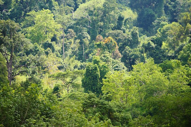 Phuket Elephant Sanctuary Canopy Walkway Tour - Who will enjoy this most