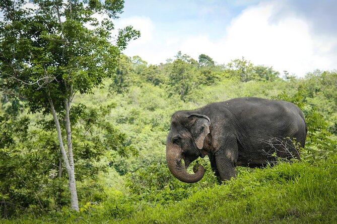 Phuket Elephant Sanctuary Canopy Walkway Tour - Arriving from your Phuket hotel
