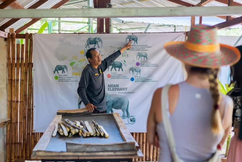 Phuket: Elephant Sanctuary Feed and Bathe Gentle Giants - Meeting Phuket’s rescued elephants