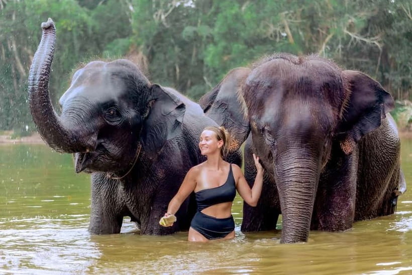 Phuket: Elephant Sanctuary Feed and Bathe Gentle Giants - Learning the elephants’ individual stories