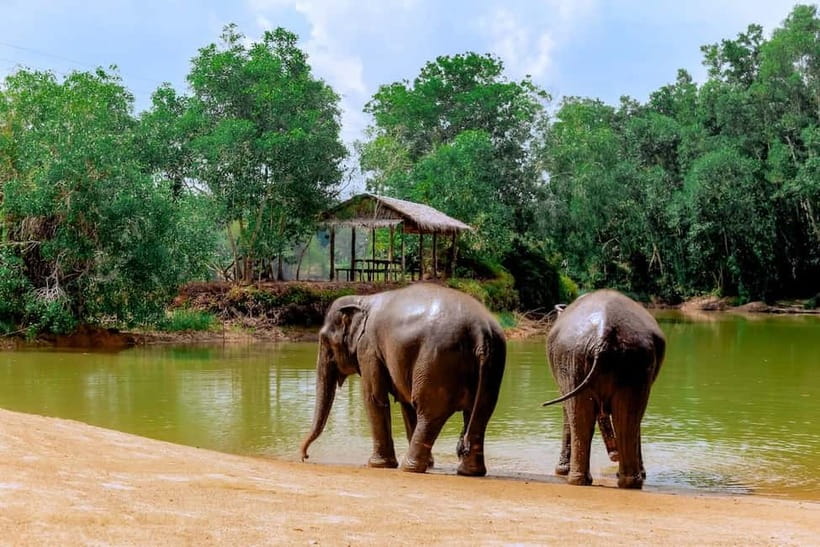 Phuket: Elephant Sanctuary Feed and Bathe Gentle Giants - Photo time without rushing the moment