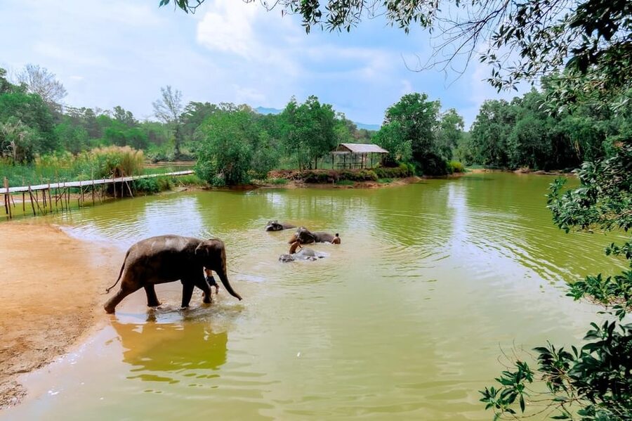 Phuket: Elephant Sanctuary Feed and Bathe Gentle Giants - Is $56 a fair price?