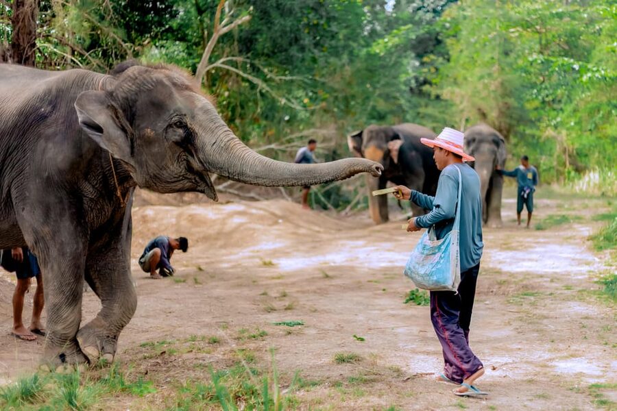 Phuket: Elephant Sanctuary Feed and Bathe Gentle Giants - Who will enjoy this sanctuary visit?