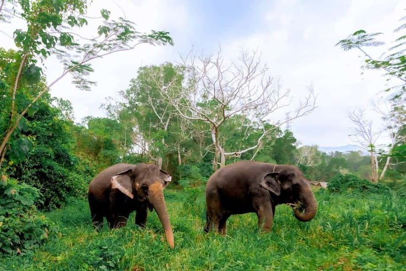 Phuket: Elephant Sanctuary Feed and Bathe Gentle Giants - Preparing a nutritious basket by hand