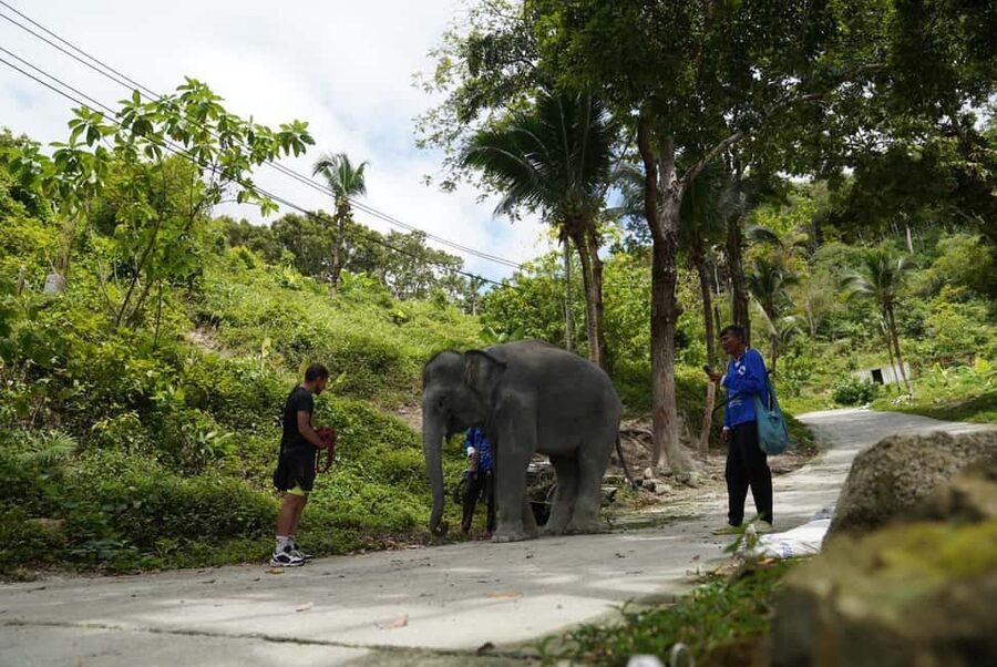 Phuket: Elephant Sanctuary Guided Tour with Hotel Transfers - What photos and contact are really like