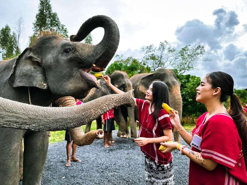 Phuket : Experience feeding and bathing elephants 1.5 Hrs. - Key points at a glance