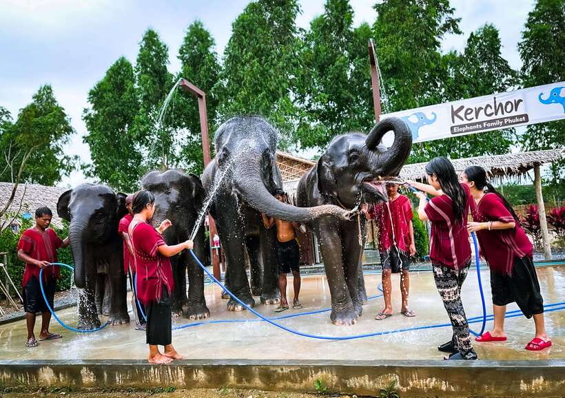 Phuket : Experience feeding and bathing elephants 1.5 Hrs. - Is $48 a fair price?