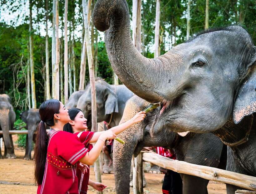 Phuket : Experience feeding and bathing elephants 1.5 Hrs. - What the 90-minute camp visit includes