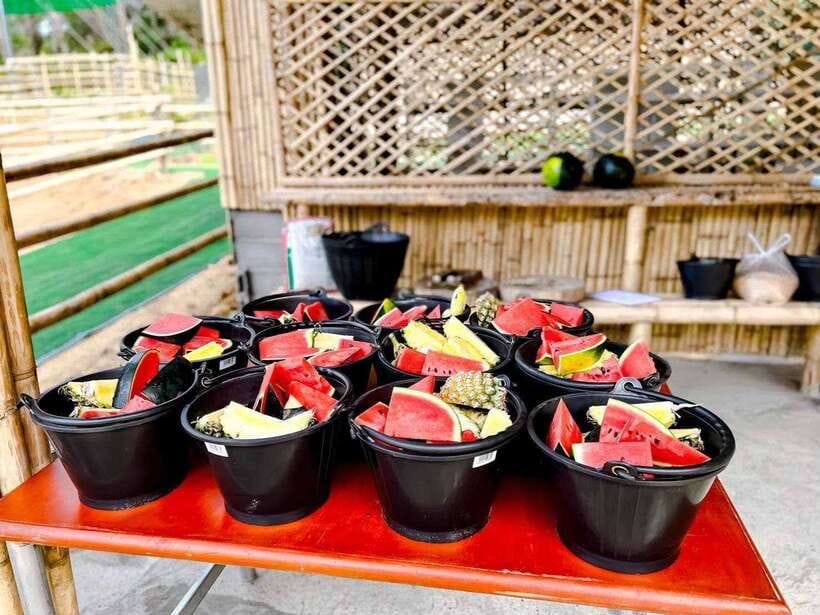 Phuket: Feeding Elephants at Phuket Elephant Care - Feeding Elephants With Seasonal Fruit
