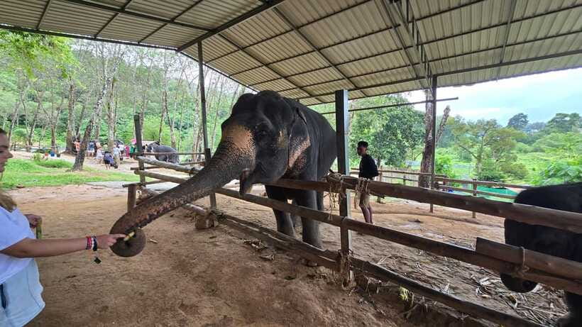 Phuket: Feeding Elephants at Phuket Elephant Care - Taking Photos Without Losing the Moment