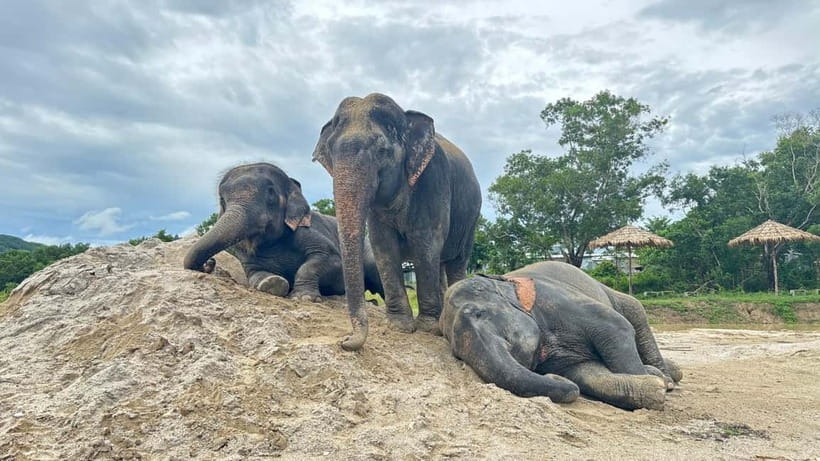 Phuket: Freedom Elephant Reserve - Ethereal Nature Walk - Key points to know before you book
