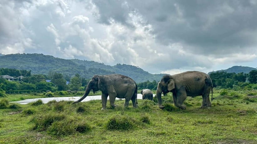 Phuket: Freedom Elephant Reserve - Ethereal Nature Walk - Meeting the elephants in their forest home