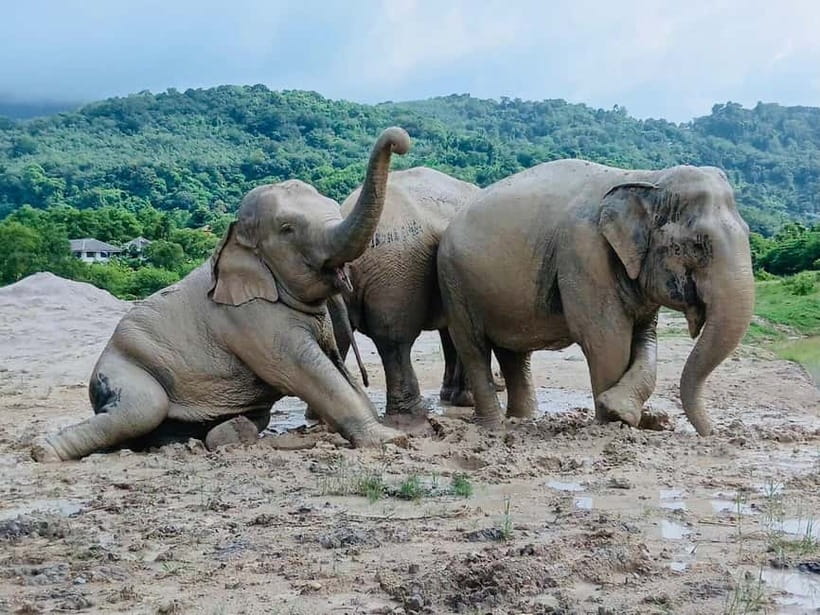 Phuket: Freedom Elephant Reserve - Ethereal Nature Walk - Hotel pickup, extra fees, and group size