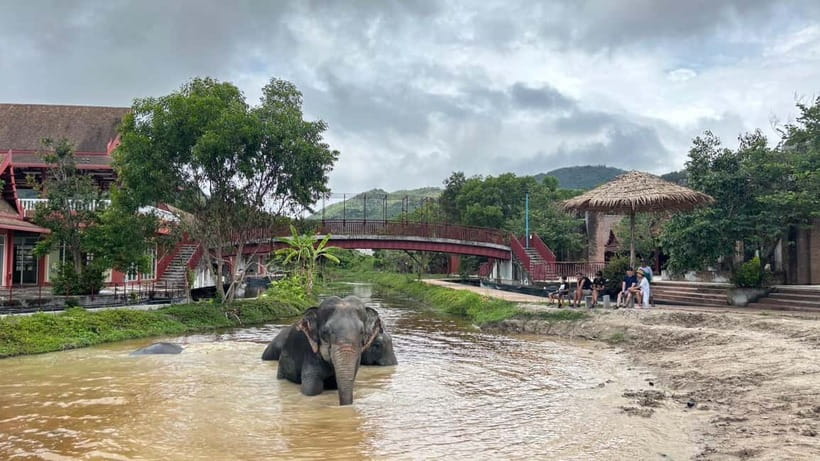 Phuket: Freedom Elephant Reserve - Ethereal Nature Walk - Practical tips for a better visit