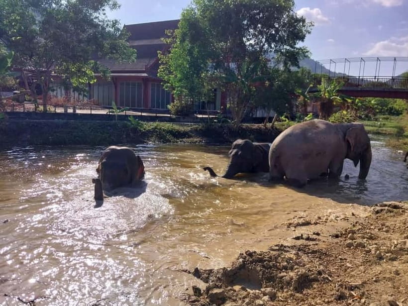 Phuket: Freedom Elephant Reserve - Ethereal Nature Walk - Who will enjoy this elephant experience?
