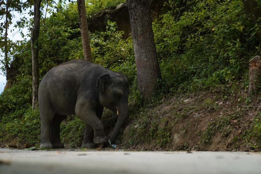 Phuket: Guide Tour to Patong Elephant Sanctuary - Meeting the elephants and their mahouts
