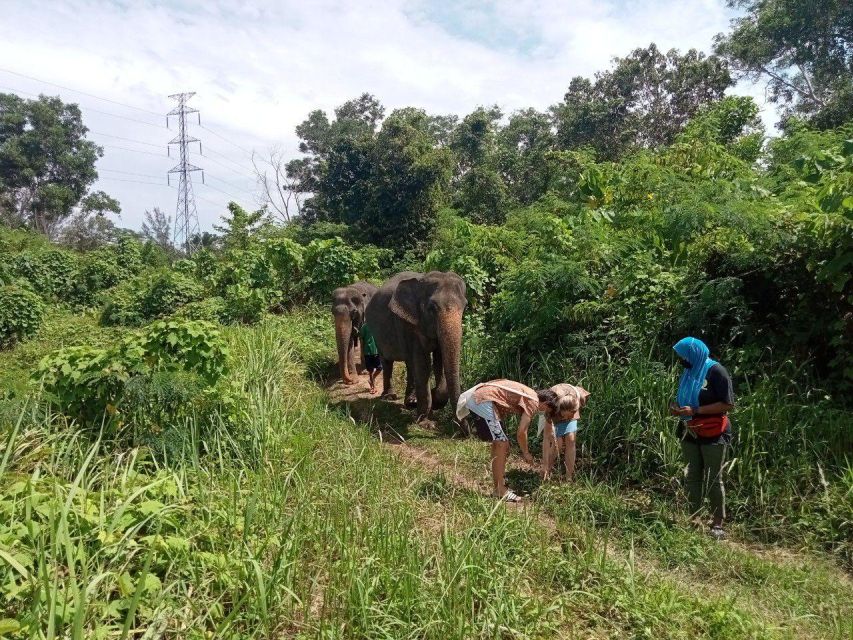Phuket: Guide Tour to Patong Elephant Sanctuary - Is $45 a fair price?