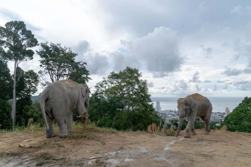 Phuket: Guide Tour to Patong Elephant Sanctuary - What the new sanctuary is like